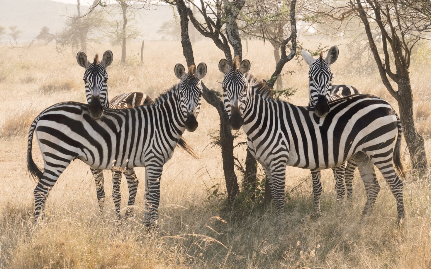The Unique Ecosystems of the Serengeti
