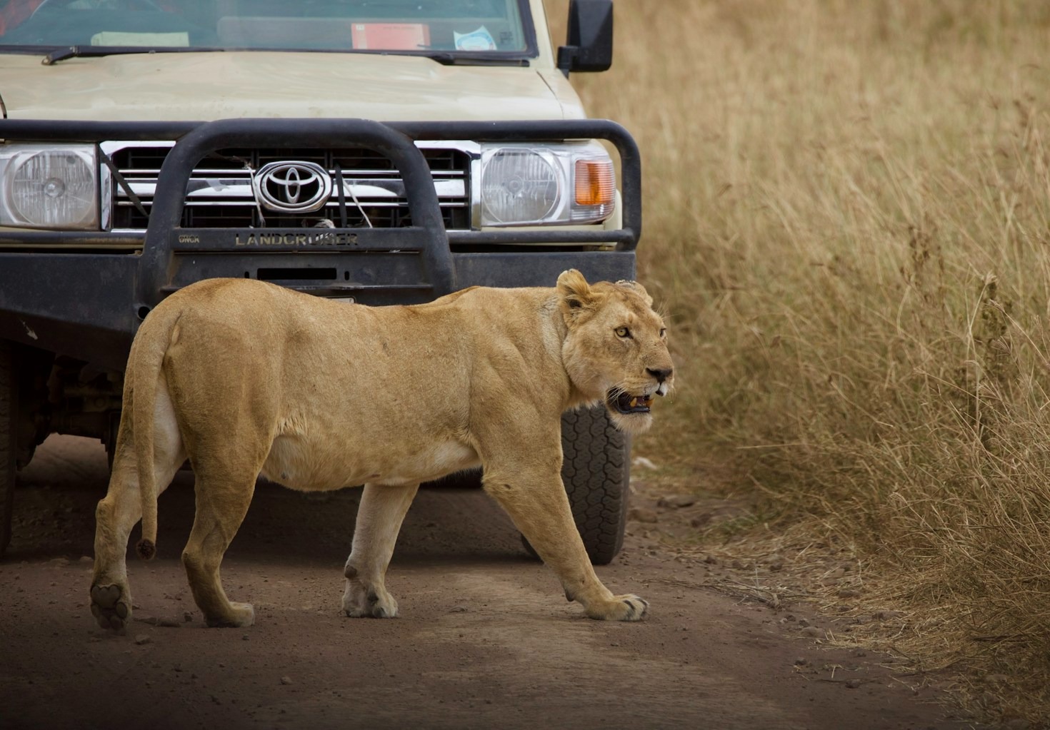 A Guide to the Great Migration in Serengeti