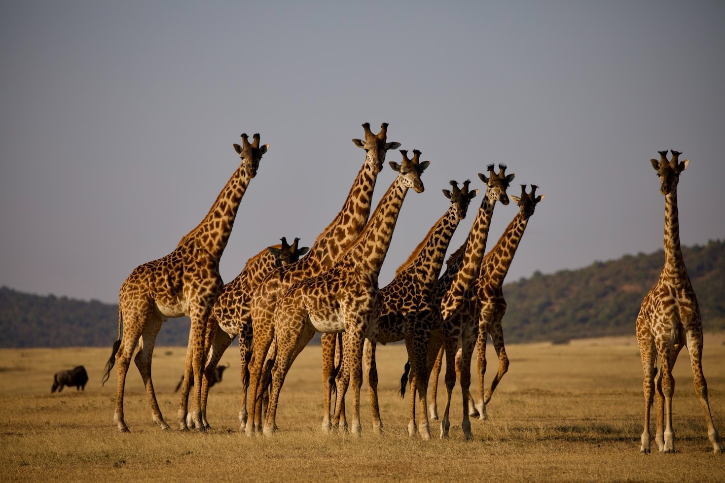 Photographing the Serengeti: Tips for Capturing Beauty