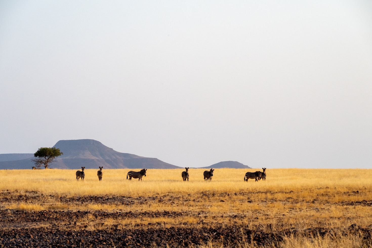 Serengeti’s Role in Conservation Efforts