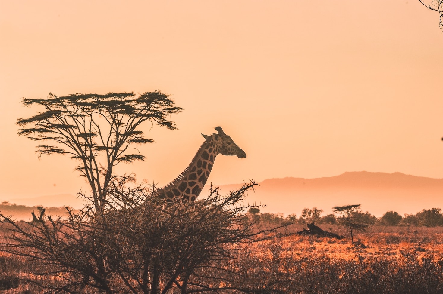 Planning Your Perfect Serengeti Safari